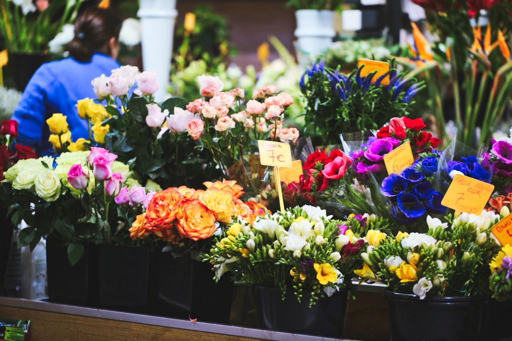 Santa Catalina Blumen