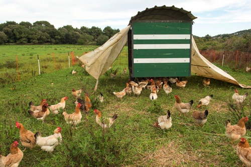 Bio-Gemüse, Obst, Eier und Bio-Basics einkaufe