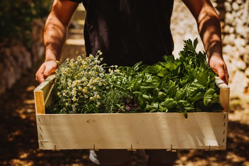 Bio Markt Mercat ecológic