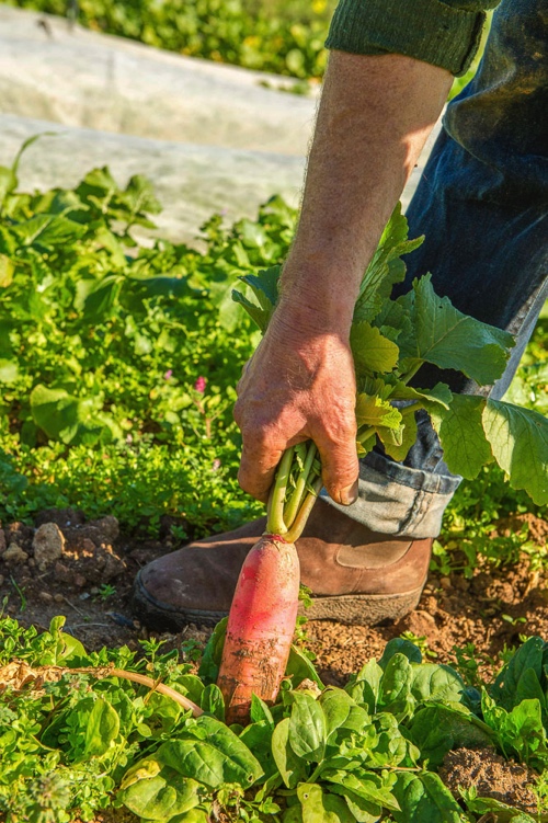 Direktverkauf lokaler Produkte