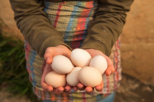 Bio-Lebensmittel auf Mallorca kaufen